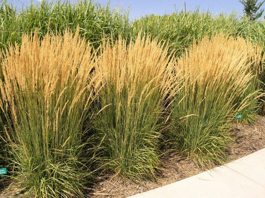 Calamagrostis acutiflora 'Karl Foerster'